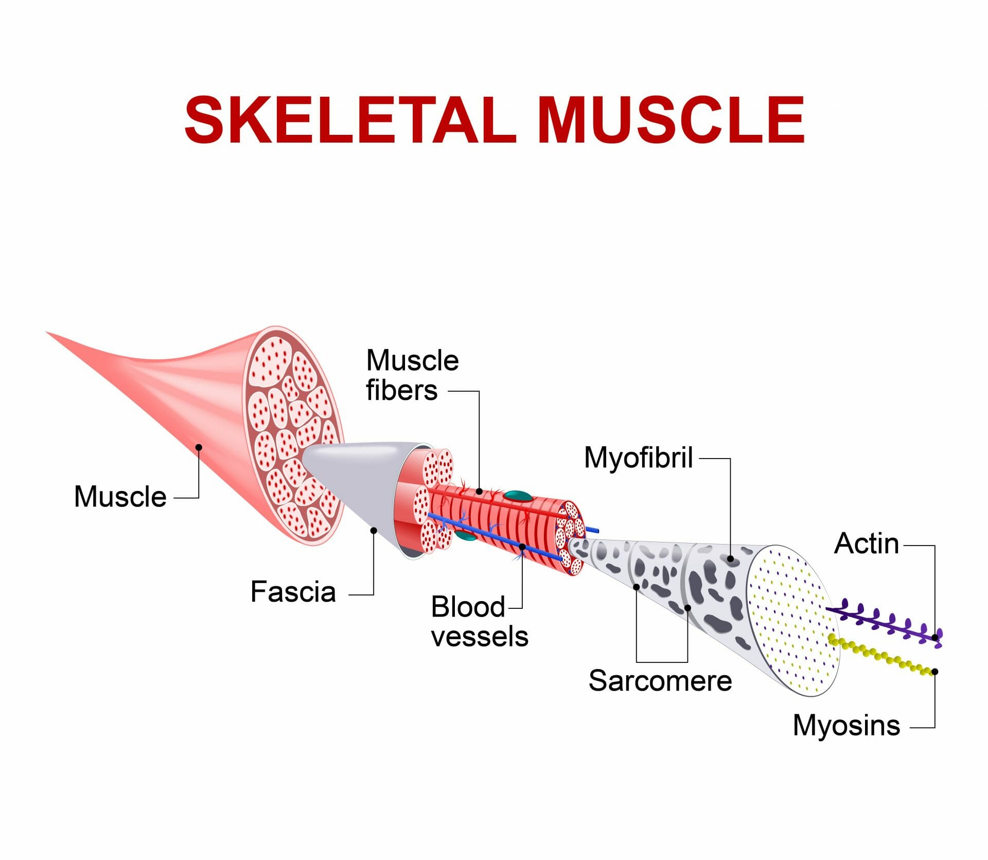 Muscles and Fascia